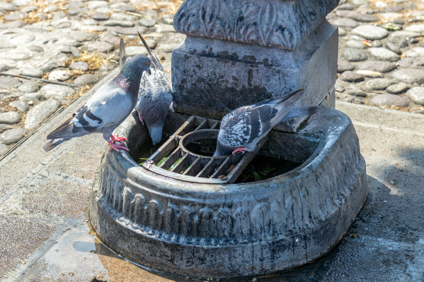 在炎热的夏天，鸽子在意大利的一个免费公共喷泉里喝水图片下载
