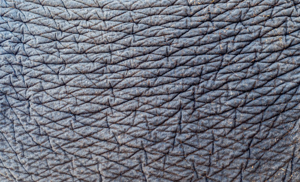 大象皮肤的图片作为背景图片下载