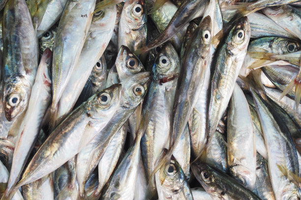 一堆新鲜的鱼:一个高品质的库存照片，海鲜市场，钓鱼的主题图片下载