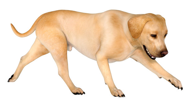 3D渲染拉布拉多犬在白色图片下载