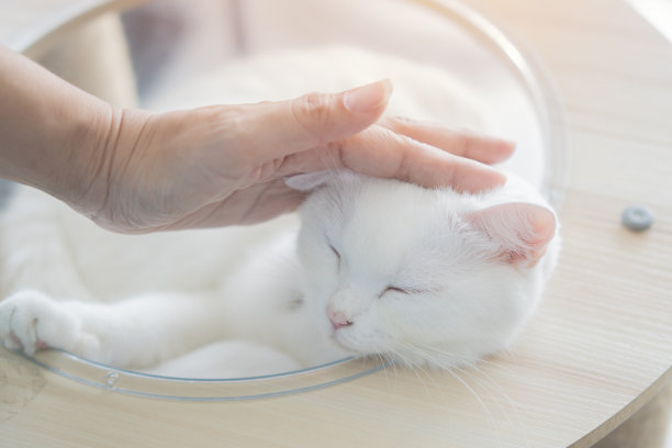 特写镜头:一只雌性的手抚摸着熟睡的白猫。图片下载