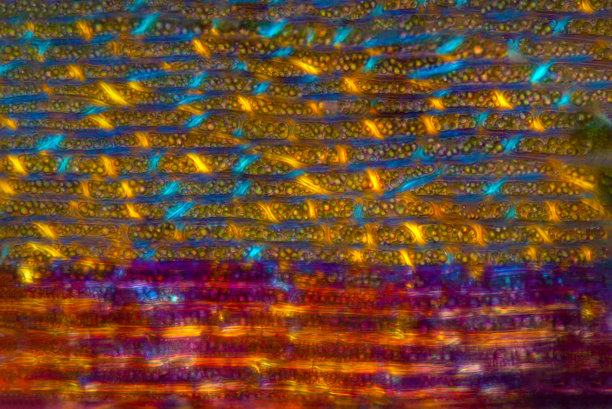 苔藓叶细胞的抽象显微照片，有极化。图片下载