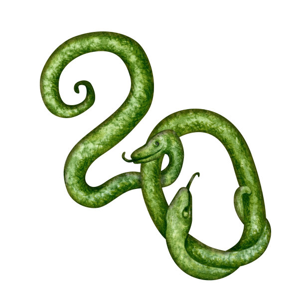 数字20交织在一起的青蛇庆祝结婚纪念日，生日在绿木蛇年为以东历。模板水彩插图图片下载