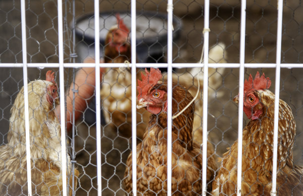 笼子里的鸡图片下载