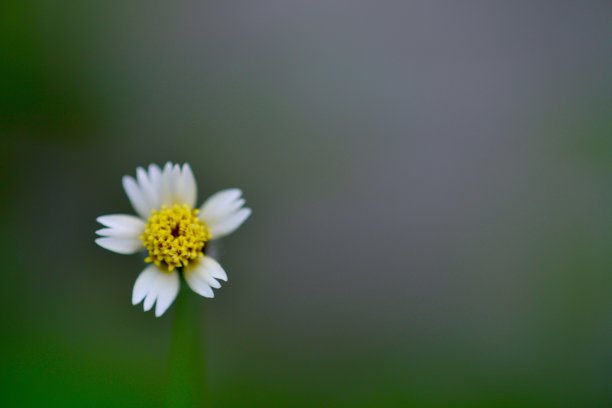 这是一张特写照片，上面是一朵白色的小雏菊，中间是明黄色的，鲜明地映衬着它图片下载
