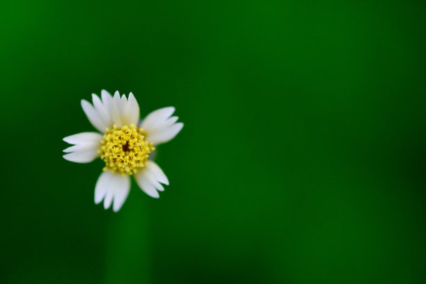 一张特写照片，上面是一朵白色的小雏菊，中间是亮黄色的图片下载