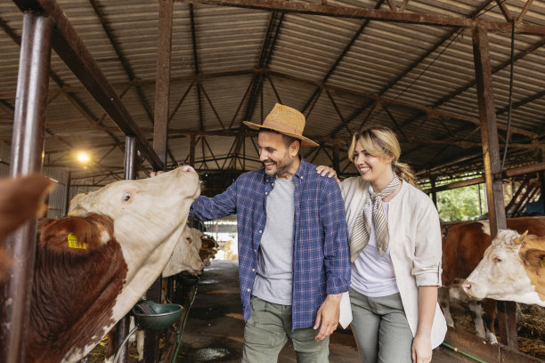 夫妇在永续有机农场照顾奶牛图片下载