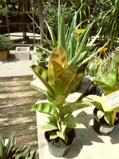 2024年夏天，南佛罗里达州奇异的热带植物的电影照片图片下载