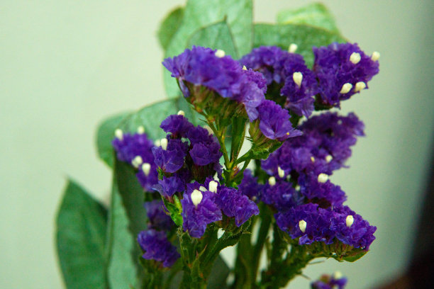 秘鲁紫色永恒的花朵细节图片下载