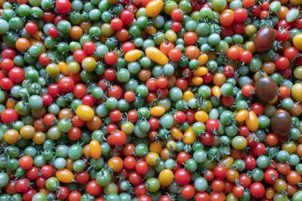 背景是西红柿，特写。红黄绿樱桃番茄出版，海报，屏幕保护程序，壁纸，明信片，横幅，封面，邮政。高质量照片图片下载