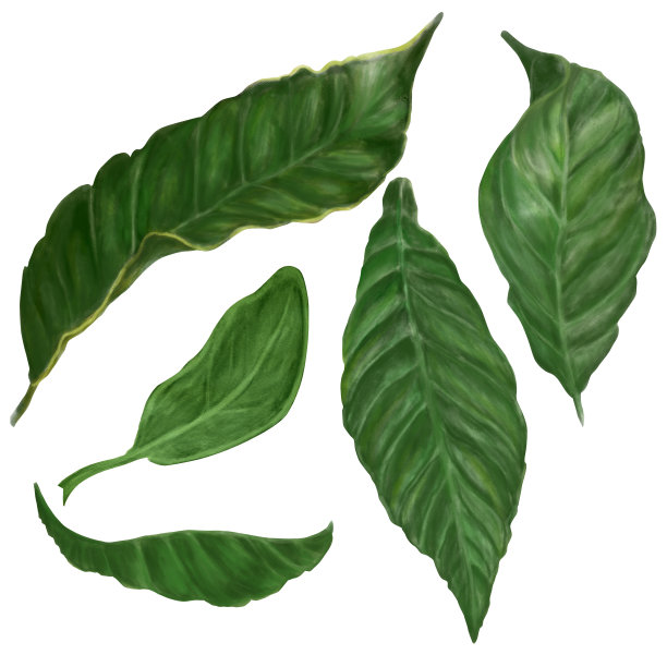 树叶是绿色的。白色背景上的咖啡树叶子。在Photoshop中手动完成水彩刷。图片下载