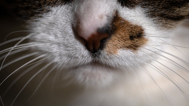猫的鼻子、胡须和脸的特写照片，捕捉了复杂的细节图片下载