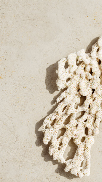 白色的珊瑚片，在阳光下有太阳的阴影，上面的自然视图照片纹理珊瑚在浅米色灰色混凝土上，最小的单色背景与复制空间中性色图片下载