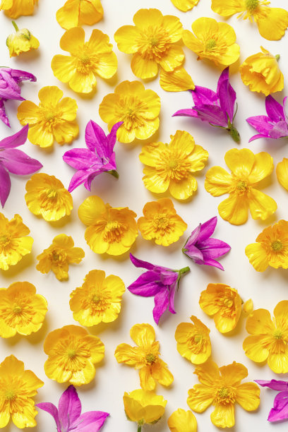 黄色和紫色的嫩花在白色的背景上，最小的重复图案，美观的花平铺照片。美丽的自然静物与野花，风铃花和毛茛图片下载