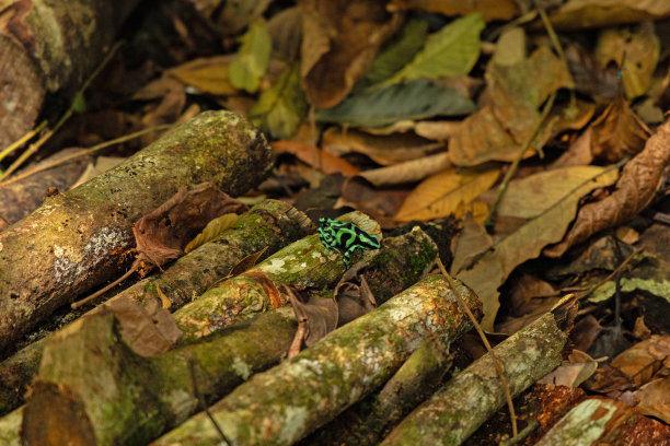 哥斯达黎加的绿黑毒镖蛙图片下载