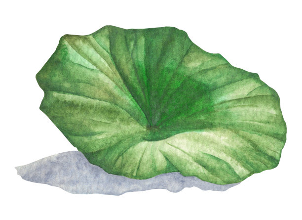 荷叶手绘水彩插画。图片下载