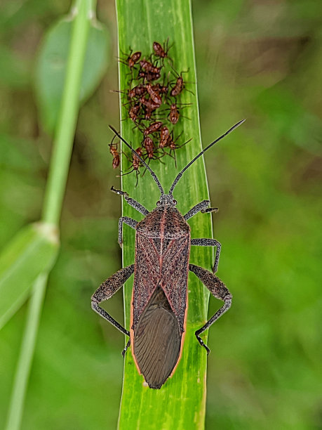 Coreinae或瓢虫图片下载
