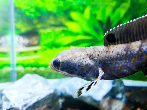 鱼缸里的鱼软木或水芹图片下载