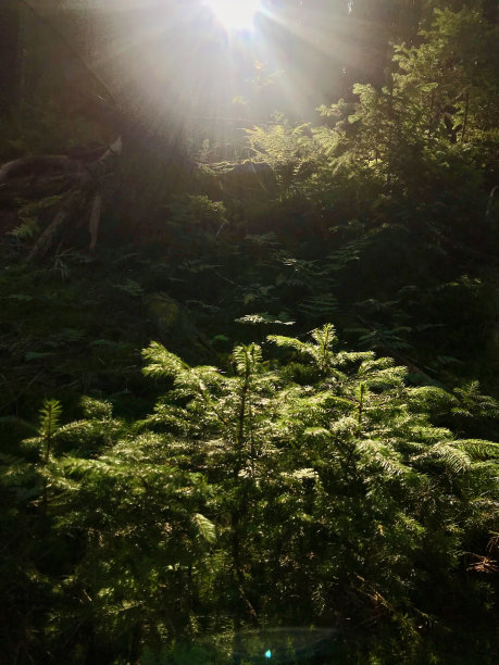一张神秘而大气的照片，森林里的一棵绿色云杉，一束阳光穿透了树叶图片下载