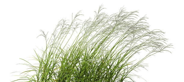 自然草地流动的运动孤立的白色背景3d插图图片下载