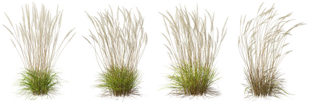 自然高草甸草切割白色背景3d插图图片下载