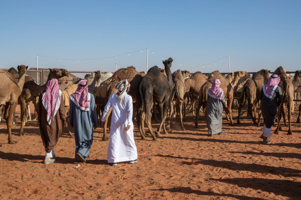 沙特阿拉伯的珠宝:2018年1月，在利雅得附近的利玛，阿卜杜勒阿齐兹国王骆驼节。图片下载