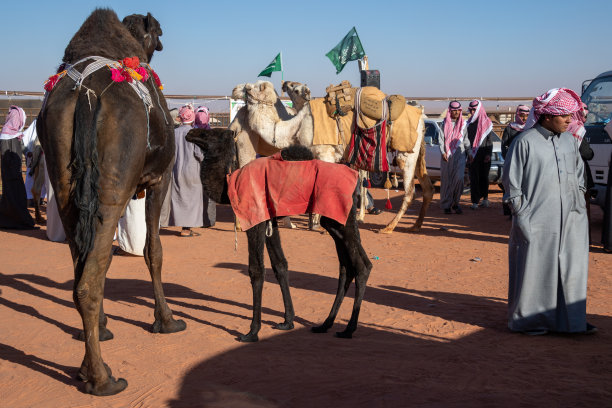 沙特阿拉伯的珠宝:2018年1月，在利雅得附近的利玛，阿卜杜勒阿齐兹国王骆驼节。图片下载