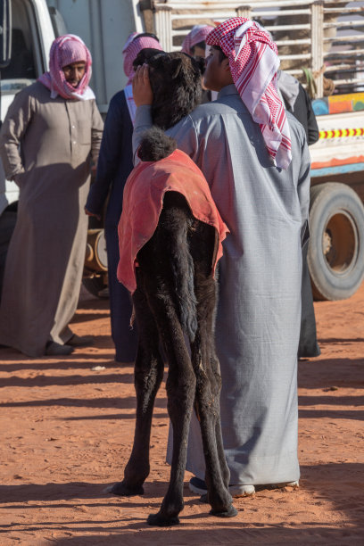 沙特阿拉伯的珠宝:2018年1月，在利雅得附近的利玛，阿卜杜勒阿齐兹国王骆驼节。图片下载