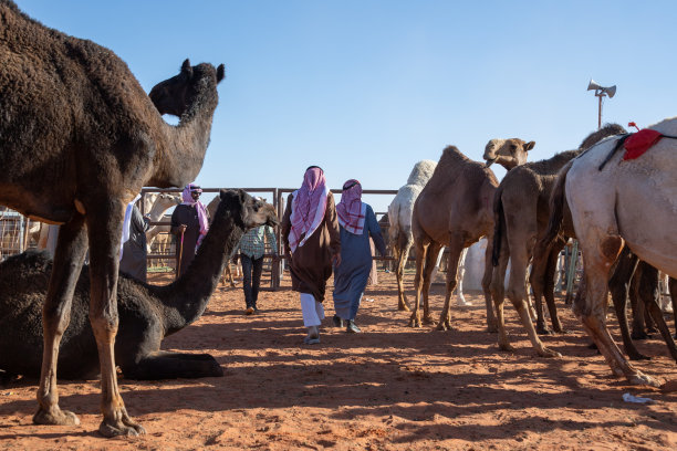 沙特阿拉伯的珠宝:2018年1月，在利雅得附近的利玛，阿卜杜勒阿齐兹国王骆驼节。图片下载