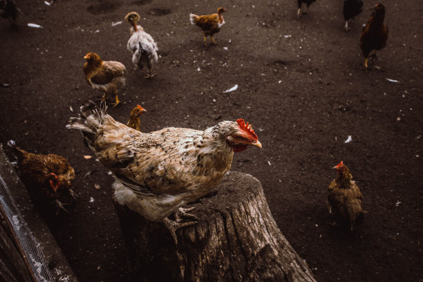 美好的新事物日图片下载