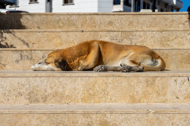 无家可归的狗躺在街道的楼梯上图片下载