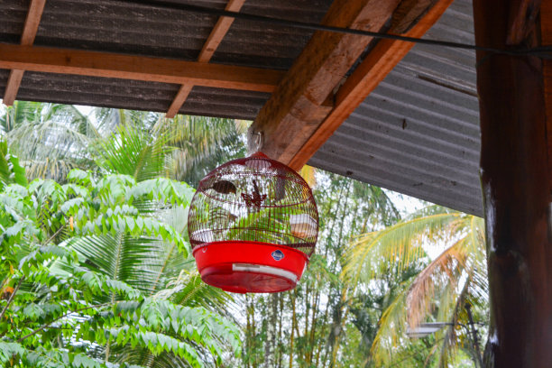 打开门的红色鸟笼。以乡村为背景。低角度图片下载