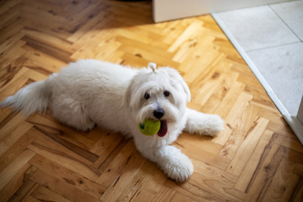 一只可爱的狗躺在客厅里玩他最喜欢的球。图片下载