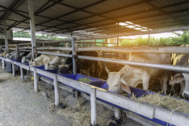 奶牛在牛棚里吃干草，谷仓里有阳光。概念农业工业、农牧业。图片下载