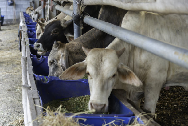 奶牛在牛棚里吃干草，谷仓里有阳光。概念农业工业、农牧业。图片下载