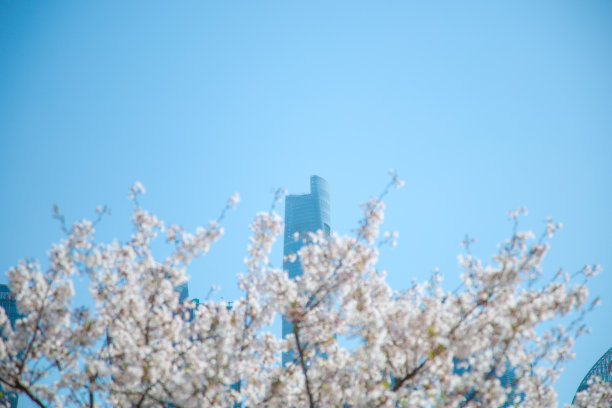 樱花映衬下的上海浦东新区城市建筑图片下载