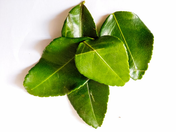 几片橙色的叶子，用于烹饪香料，孤立在白色的背景上图片下载