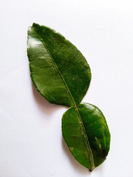 几片橙子的叶子，用于烹饪香料，孤立在白色的背景上图片下载