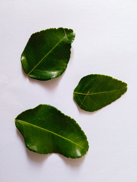 几片橙子的叶子，用于烹饪香料，孤立在白色的背景上图片下载