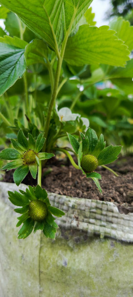 未成熟的草莓通常是绿色或白色的。图片下载