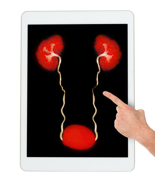 这张照片捕捉到一只手在指示平板电脑上的泌尿系统3D模型，强调了在解剖学教育中数字工具的使用，孤立在白色背景上。剪切路径。图片下载
