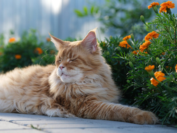 一只红色缅因猫躺在花园里图片下载