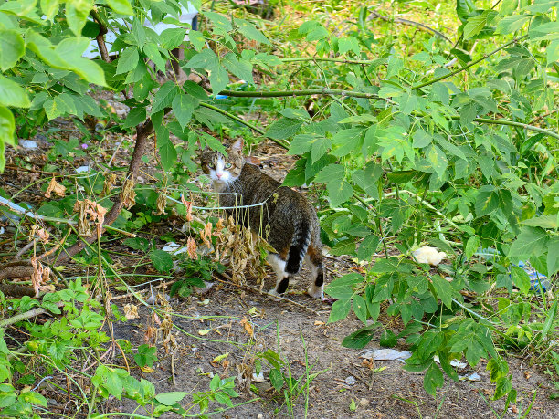 一只灰棕色条纹的猫，长着白色的口鼻和绿色的眼睛，在高层建筑院子里的垃圾箱旁边的灌木丛里捡垃圾。俄罗斯。下诺夫哥罗德。2024年6月。照片。图片下载