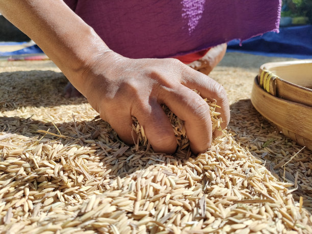 农民活动——农民晒米的过程图片下载