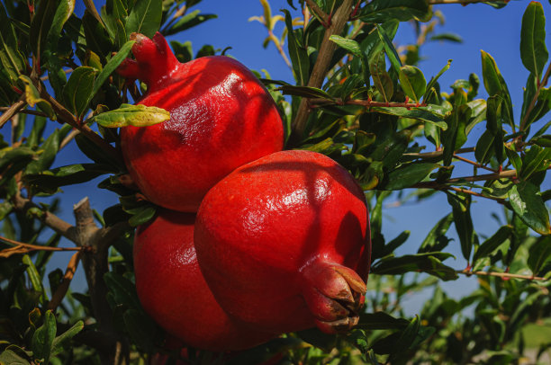 树上成熟的石榴特写图片下载