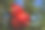 树上成熟的石榴特写图片下载
