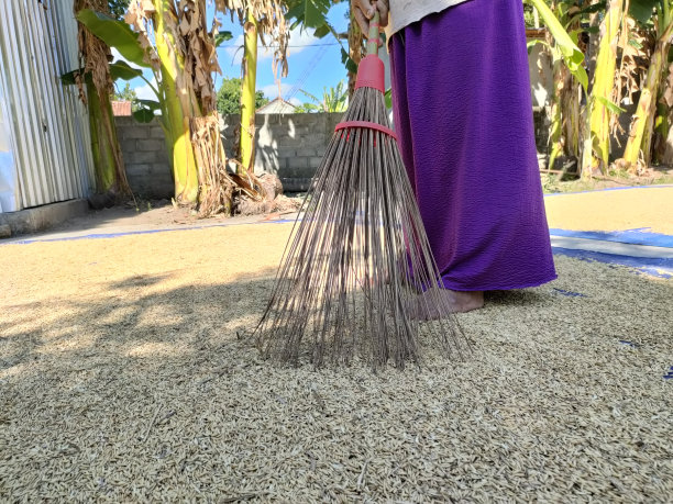 农民活动——农民晒米的过程图片下载