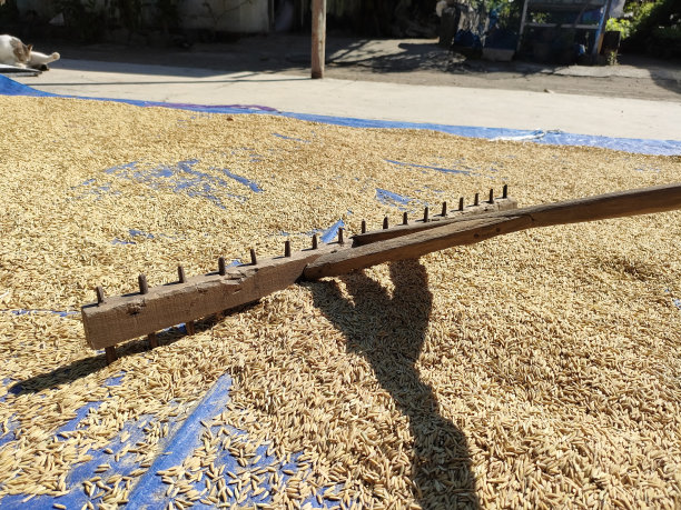 农民活动——农民晒米的过程图片下载