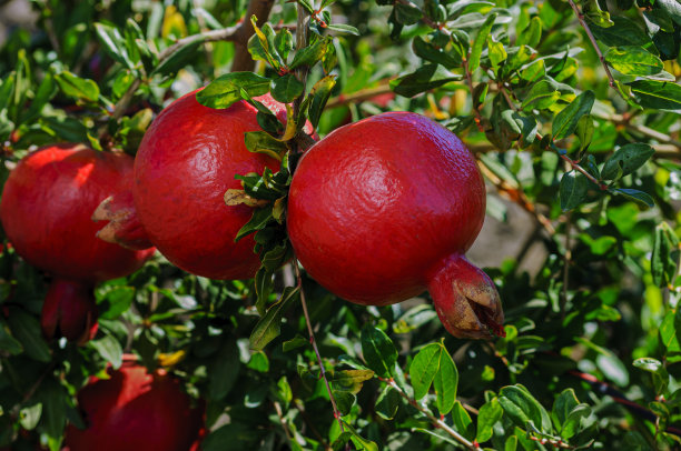 树上成熟的石榴特写图片下载
