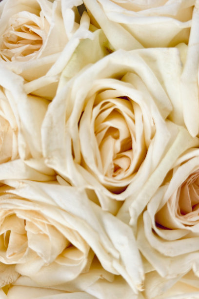 一束粉红玫瑰的特写照片。玫瑰花被挤在一起。展示其精致的花瓣和各种粉红色的外观。从浅色到明亮的颜色有助于增加深度和图片下载